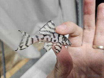 L 236 Super White - odchov - 3