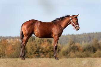 Appaloosa klisna - 3