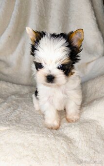 Biewer Yorkshire teriér FCI - 3