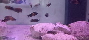 Tropheus moori bemba - 3