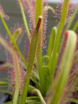Rosnatka kapská, Drosera capensis - 3