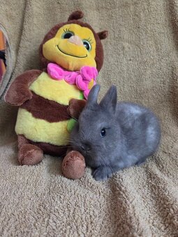 Nádherní mini králíčci k odběru-přeprava po celé ČR - 3