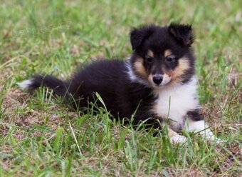 Sháním fenku Sheltie/Šeltie - 3