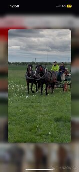 Krásná kobyla Lusitano na prodej - 3