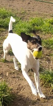 Daruji psa Jack Russel - 3