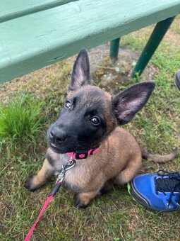 Belgický ovčák Malinois - štěně s PP - 3