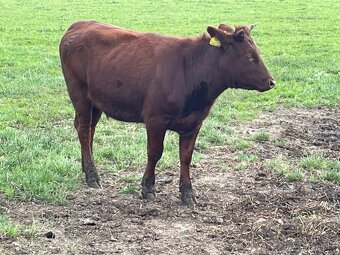 Jalovice Česká červinka - 3