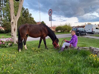 Pony KHV 137 cm (kat.B) 8 letý poník - 3