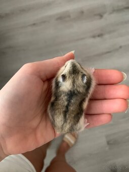 Křeček džungarský - 3