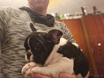 Francouzský buldoček - 3