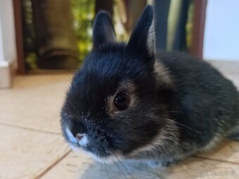 Zakrslý bílopesíkatý černý sameček - 3