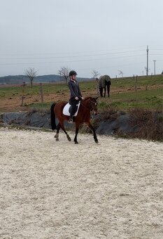 Klisna Welsh Pony - 3