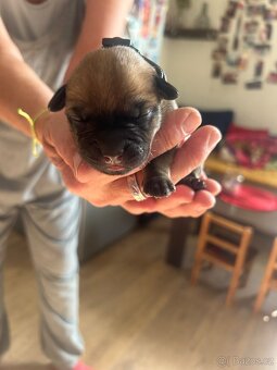 Štěňata křížence - 3