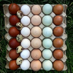 Vajíčka z domácího volného chovu - 3