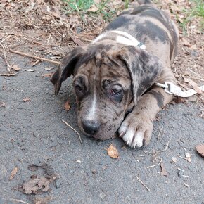 American bully xl - 3