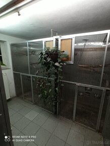 Prodám amazónky bělobřichý a černotemenný - 3