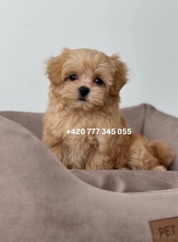 Maltipoo F1 caramel 3 měsíce 1500€‼️ Momi - 3