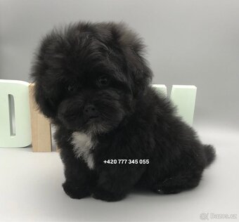 Maltipoo F1 caramel 3 měsíce 1500€‼️ Momi - 3