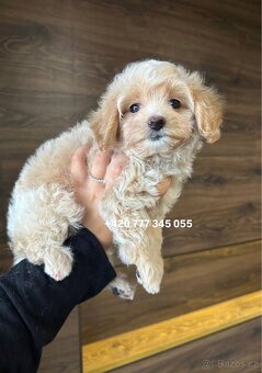Maltipoo F1 fenka Kamila - 3