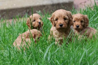 Cockapoo - 3