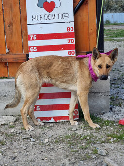 Krásna ovčanda Boženka k adopci - 3