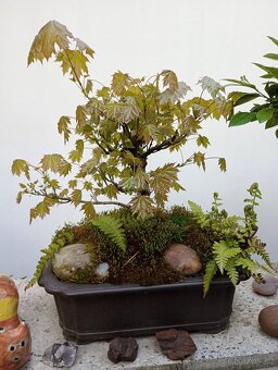 Javor mléč bonsai - 3