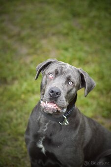 Gino - x cane Corso - praštěný puberťák, necelý rok - 3