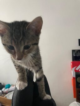 Koťátka zdarma - 3