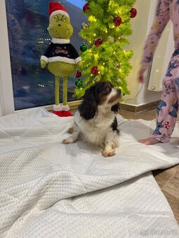 Kavalír King Charles Španěl-fenka - 3