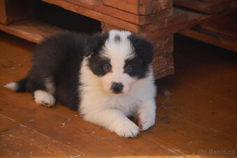 Border kolie s PP - 3