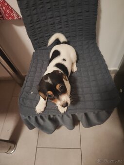Jack Russell - 3