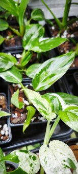 Philodendron White Princess - 3