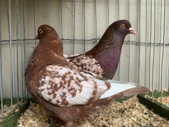 Polsky rys cerveny šupinatý - 3