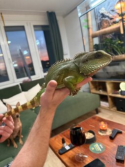 Samec agama kočičinska/ vodní - 3