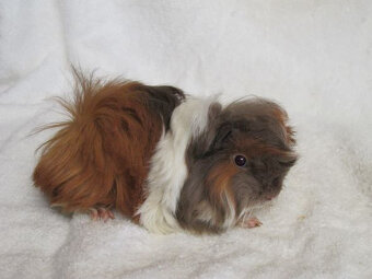 Morče peruánec - 3