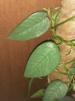 Epipremnum cebu blue - 3