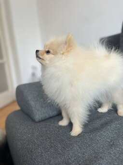 Štěňata Pomeraniana - 3