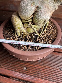 Adenium Obesum pokojová Bonsai - 3