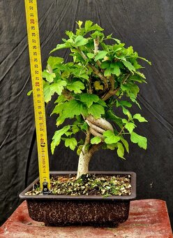 Bonsai, Bonsaj - Ibisek Syrsky 4 - 3
