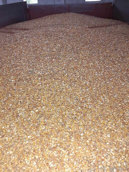 letošní kukuřice zrno - 3