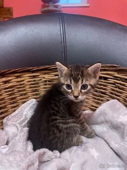 Prodán kočičku - 3