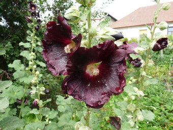 semena TOPOLOVKY - 3 barvy - 3