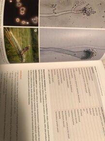 Houby -Biotechnologie - 3