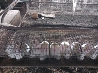 Prodám králíky hyla - 3