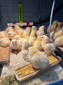 kuřata Leghorn - 3