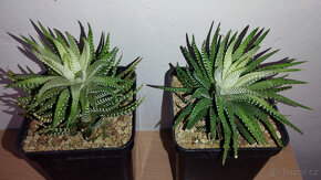Haworthia Fasciata f. White Variegated ( sukulent ) - 3