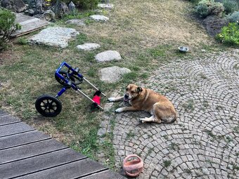 Invalidní vozík pro psa - střední velikost (12 - 31 kg) - 3