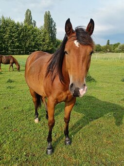 Klisnička Quarter horse - 3