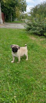 mops - 3