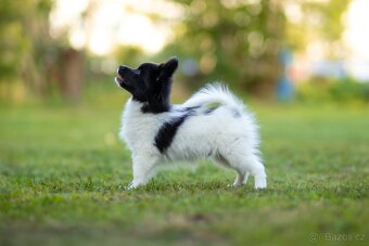 Papillon s PP - 3